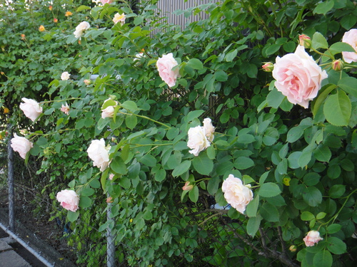c0105306_21272318.jpg