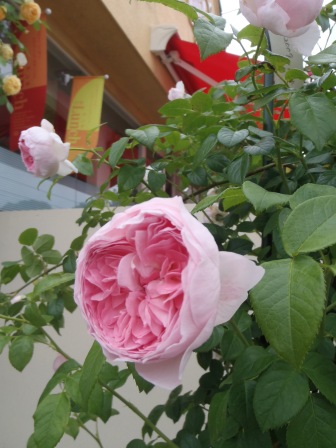 f0113108_56543.jpg