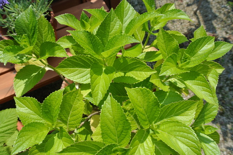 a0271519_10215897.jpg