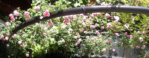 a0053420_2118561.jpg