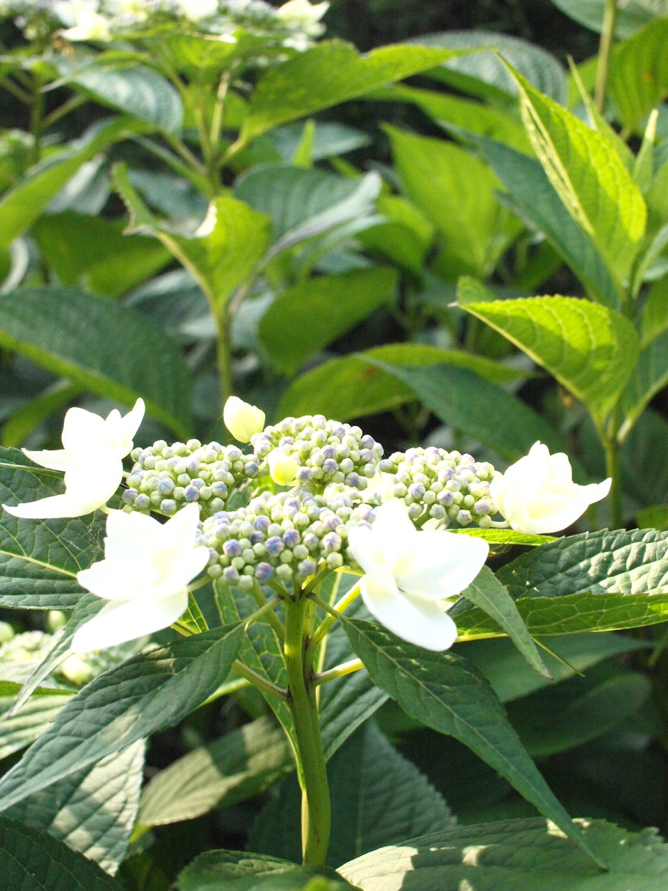 c0192025_14382392.jpg
