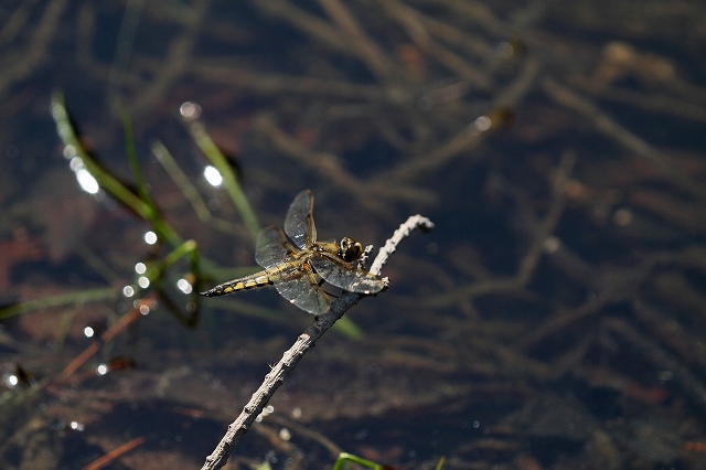 a0242438_19284285.jpg