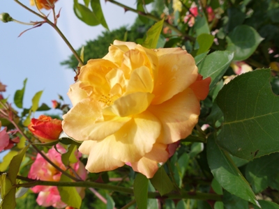 e0100046_1752072.jpg