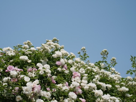 f0050651_21333569.jpg