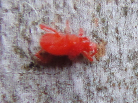 c0108460_2365655.jpg