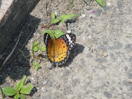 c0108460_239595.jpg