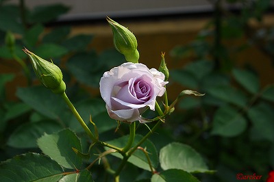a0104162_22505811.jpg