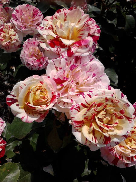 e0153367_15322110.jpg