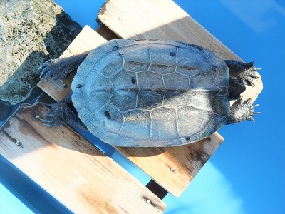 e0120575_0114791.jpg
