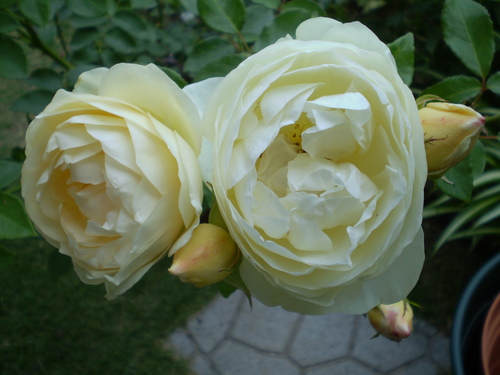 a0135990_22395777.jpg