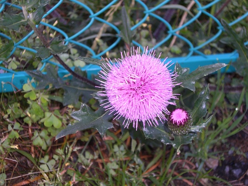 e0167411_1018912.jpg