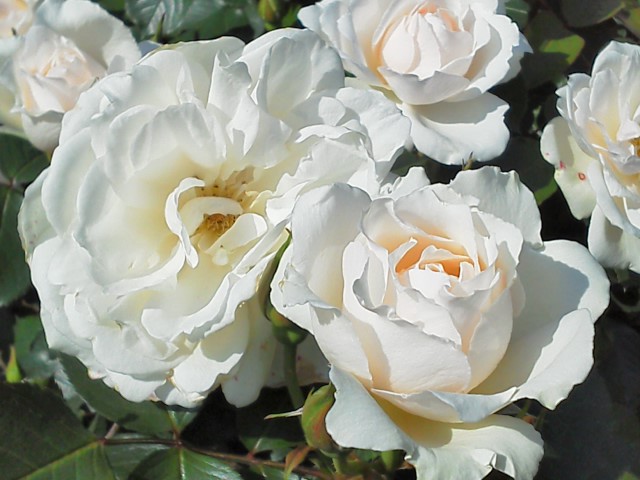 a0268821_23435757.jpg