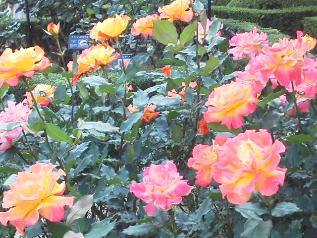 a0268821_23445167.jpg