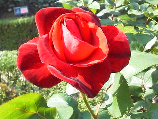 a0268821_2348320.jpg