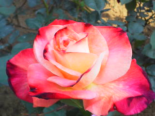 a0268821_2352597.jpg