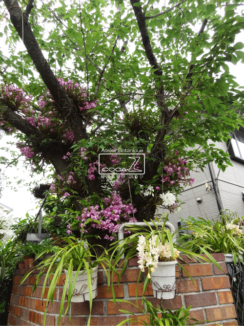 b0160123_111422.gif