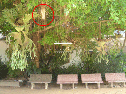b0160123_1314847.gif
