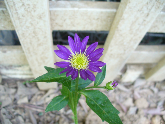 f0188324_8204237.jpg