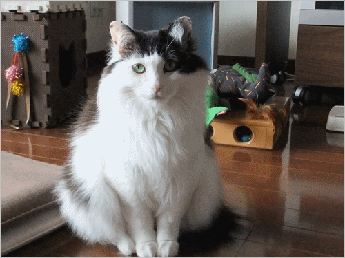 a0198826_23333971.gif
