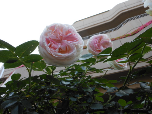 a0085663_22161833.jpg