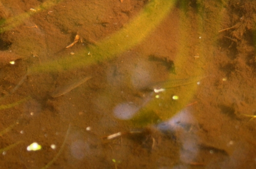 e0151566_23454655.jpg