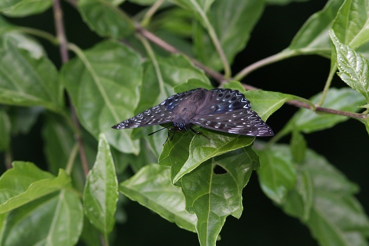 b0194593_1493826.jpg