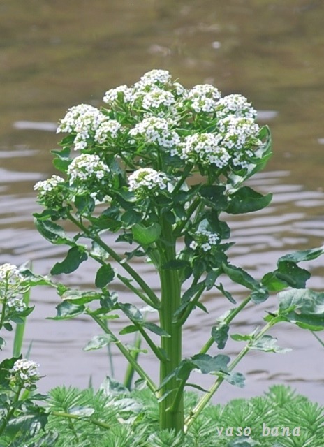 e0025300_1335388.jpg