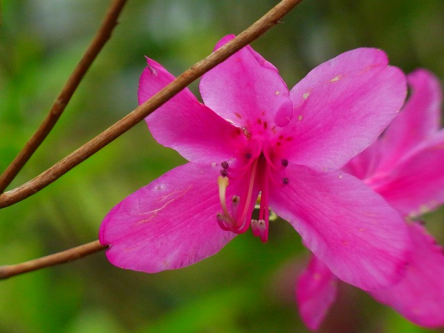 f0157901_1542191.jpg