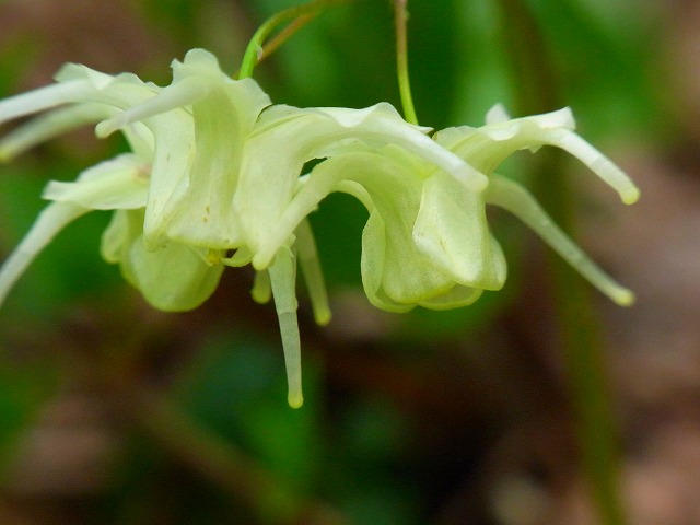 f0157901_1552435.jpg