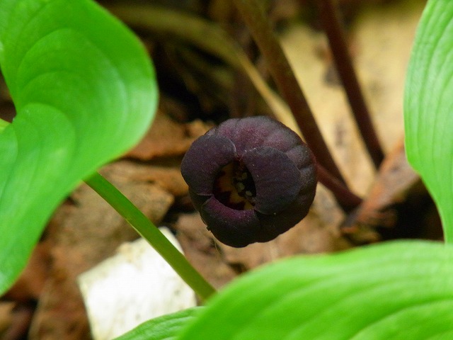f0157901_155547.jpg