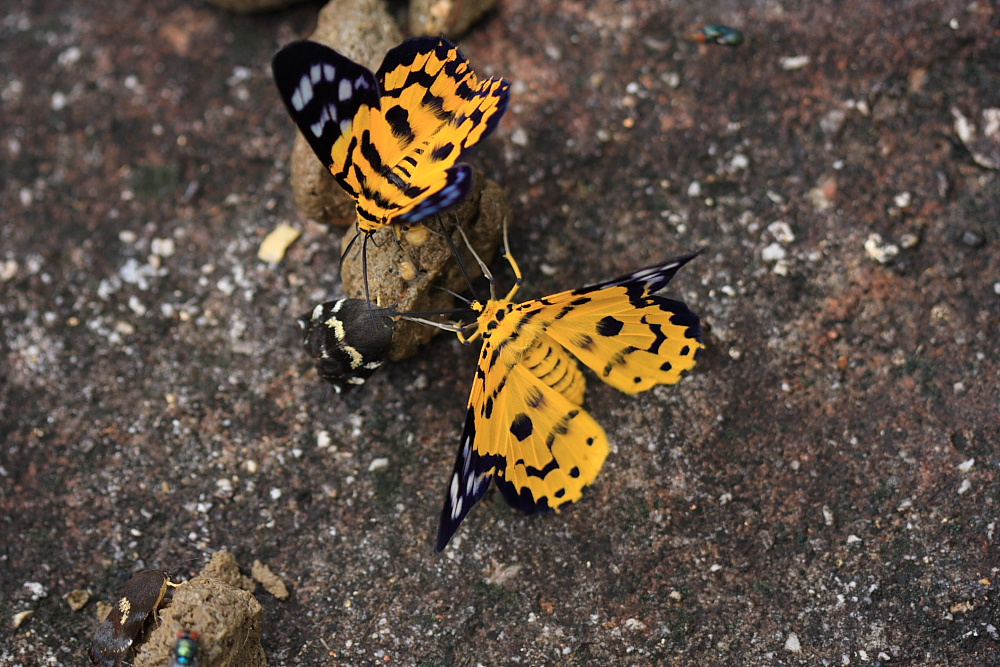 d0147002_1734149.jpg