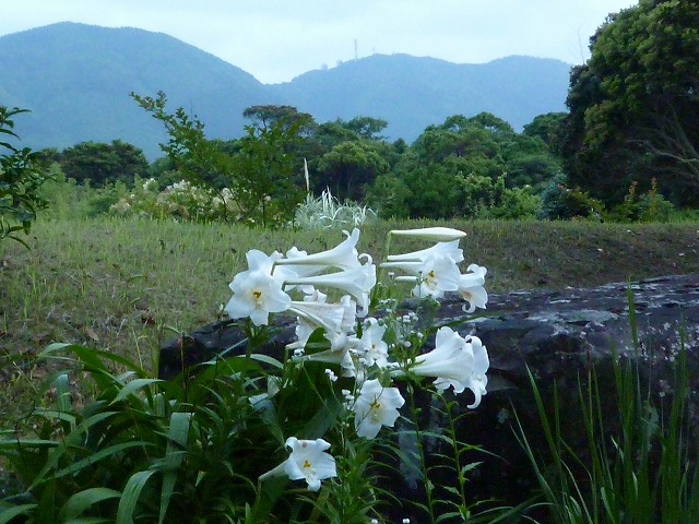 d0037110_20274463.jpg