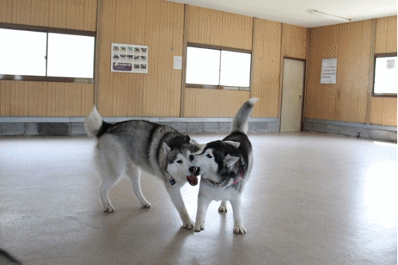 b0207615_204034.gif