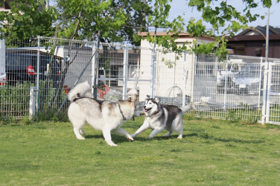 b0207615_2048115.gif