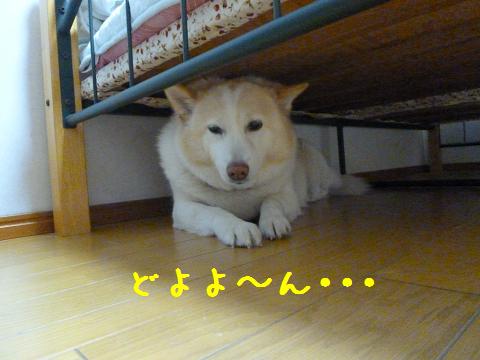 b0138430_20123229.jpg