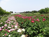 f0167635_5585490.jpg