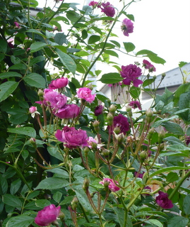 b0200240_8412161.jpg