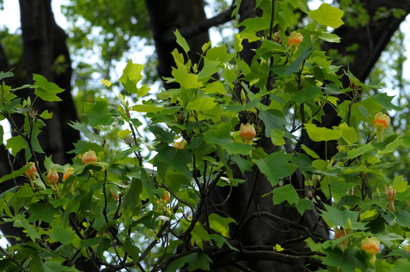 e0095142_20502016.jpg
