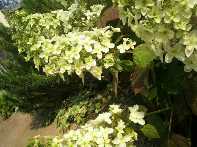 c0238354_9343981.jpg