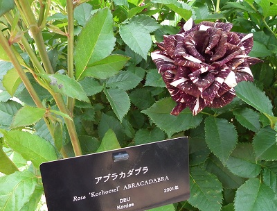 e0225164_1339570.jpg