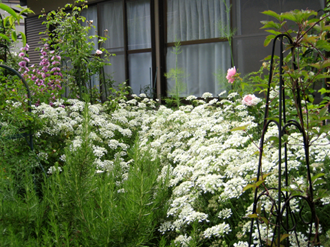 d0109071_1733683.jpg