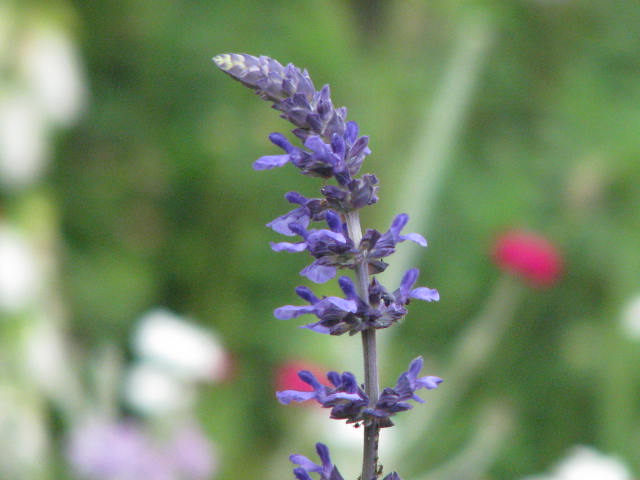 b0161073_23392690.jpg
