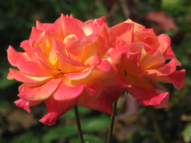 b0161073_2341245.jpg