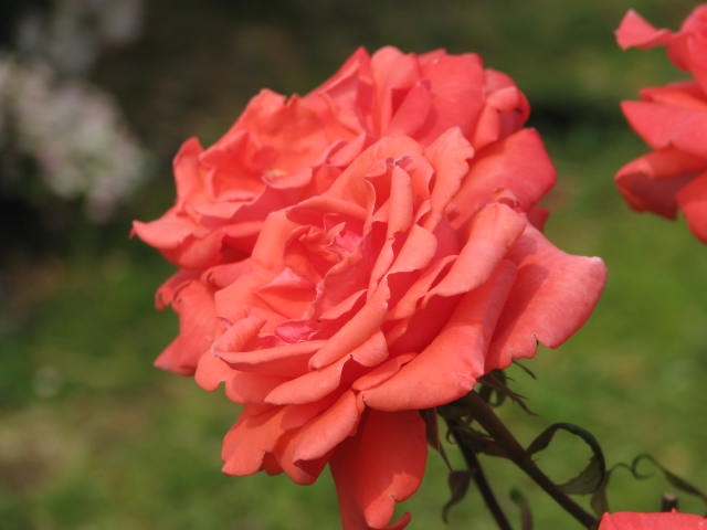b0161073_23434910.jpg
