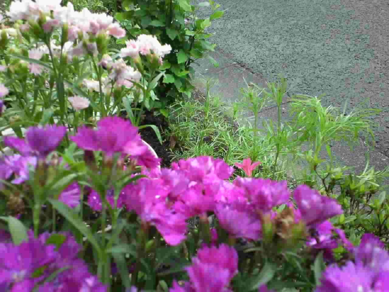 c0035386_920476.jpg