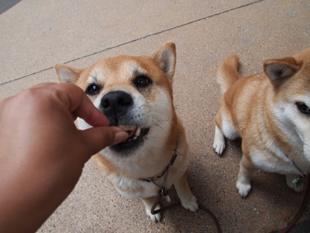 f0188188_2031689.jpg