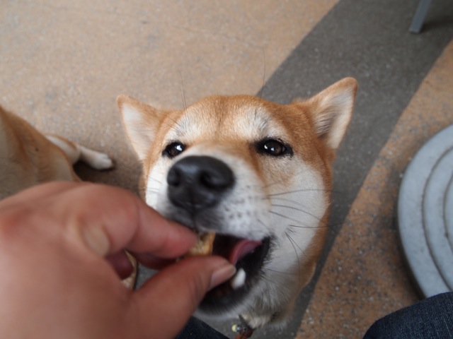 f0188188_20331899.jpg