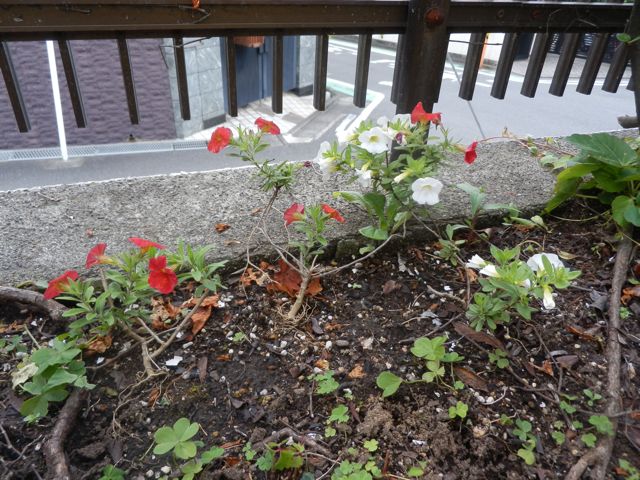 f0130894_220841.jpg