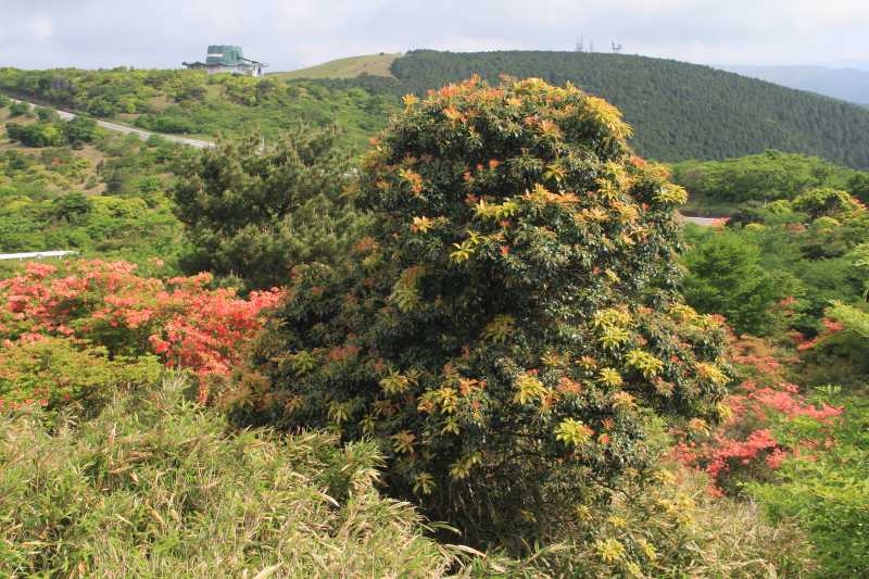 a0188405_15153629.jpg