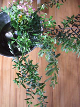 c0188928_18533618.jpg